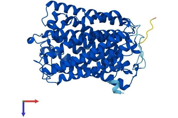 COX1 Protein (AA 1-514) (His tag)