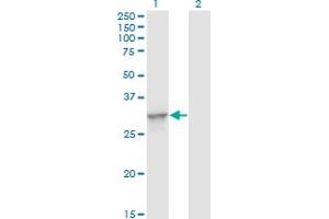 Western Blotting (WB) image for anti-Toll Interacting Protein (TOLLIP) (AA 1-274) antibody (ABIN565738)