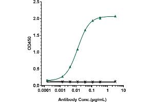 Immobilized human CD20 His at 2 μg/mL can bind Anti-CD20 Reference Antibody (rituximab), EC50=0.
