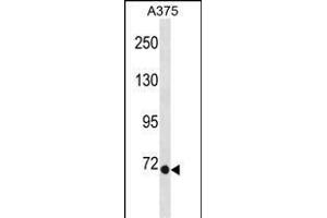 EOMES Antibody (N-term) (ABIN1881298 and ABIN2838730) western blot analysis in  cell line lysates (35 μg/lane). (EOMES Antikörper  (N-Term))