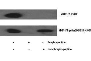 Western Blot (WB) analysis of specific cells using Phospho-MKP-1/2 (S296/318) Polyclonal Antibody. (MKP-1/2 Antikörper  (pSer296, pSer318))