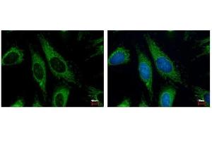 Immunofluorescence (IF) image for anti-Hydroxyacyl-Coenzyme A Dehydrogenase/3-Ketoacyl-Coenzyme A Thiolase/enoyl-Coenzyme A Hydratase (Trifunctional Protein), alpha Subunit (HADHA) (C-Term) antibody (ABIN2854961)