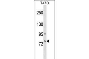GLB1L3 Antibody (C-term) (ABIN1537382 and ABIN2849577) western blot analysis in T47D cell line lysates (35 μg/lane). (GLB1L3 Antikörper  (C-Term))