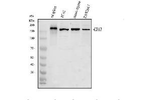 Western blot analysis of Cd163 using anti-Cd163 antibody (ABIN7599846).
