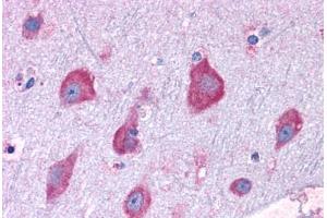 Anti-RPL22 antibody IHC staining of human brain, cortex.