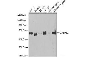 Western blot analysis of extracts of various cell lines using GABPB1 Polyclonal Antibody at dilution of 1:1000. (GABPB1 Antikörper)
