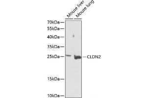 Western blot analysis of extracts of various cell lines using CLDN2 Polyclonal Antibody at dilution of 1:1000. (Claudin 2 Antikörper)