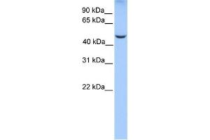 WB Suggested Anti-PHF17 Antibody Titration:  0.