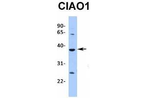 Host:  Rabbit  Target Name:  CIAO1  Sample Type:  721_B  Antibody Dilution:  1. (CIAO1 Antikörper  (Middle Region))