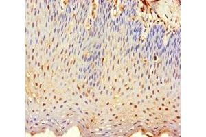 Immunohistochemistry of paraffin-embedded human tonsil tissue using ABIN7173207 at dilution of 1:100 (CNPY2/MSAP Antikörper  (AA 1-129))