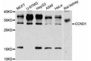 Western blot analysis of extracts of various cell lines, using CCND1 antibody (ABIN5995669) at 1/1000 dilution. (Cyclin D1 Antikörper)