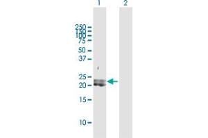 Western Blot analysis of PDGFA expression in transfected 293T cell line by PDGFA MaxPab polyclonal antibody.