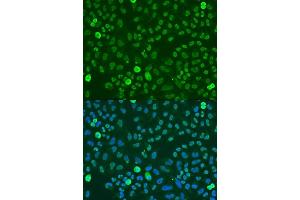 Immunofluorescence analysis of U2OS cells using SAFB antibody (ABIN7270155) at dilution of 1:100. (SAFB Antikörper  (AA 300-400))