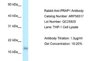 Western Blotting (WB) image for anti-Proline-Rich Acidic Protein 1 (PRAP1) (C-Term) antibody (ABIN2774227)