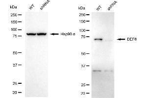 Western blotting analysis using DEF6 antibody (ABIN7798332). (DEF6 Antikörper)