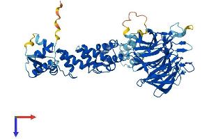 IPP Protein (AA 1-584) (His tag)