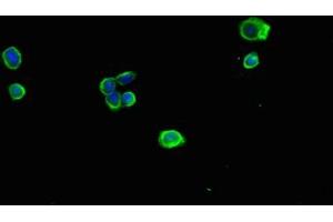 Immunofluorescent analysis of HepG2 cells using ABIN7142348 at dilution of 1:100 and Alexa Fluor 488-congugated AffiniPure Goat Anti-Rabbit IgG(H+L) (MRPL11 Antikörper  (AA 1-191))
