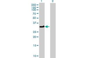 Western Blotting (WB) image for anti-ATPase, Na+/K+ Transporting, beta 3 Polypeptide (ATP1B3) (AA 1-279) antibody (ABIN513600)