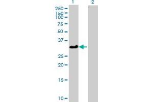 Western Blot analysis of ATP1B3 expression in transfected 293T cell line by ATP1B3 MaxPab polyclonal antibody. (ATP1B3 Antikörper  (AA 1-279))