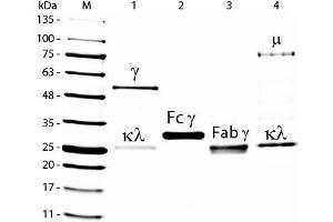 SDS-PAGE of Goat IgG F(ab')2 Fragment Biotin Conjugated . (Ziege IgG isotype control (Biotin))