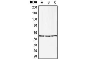 Western blot analysis of ZNF50 expression in U251MG (A), NIH3T3 (B), PC12 (C) whole cell lysates. (ZSCAN22 Antikörper  (Center))