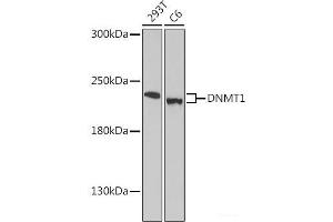 Western blot analysis of extracts of various cell lines using DNMT1 Polyclonal Antibody at dilution of 1:1000. (DNMT1 Antikörper)