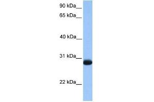 ZMAT3 antibody used at 0. (ZMAT3 Antikörper  (N-Term))