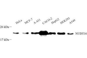 Western blot analysis of NUDT16 (ABIN7074925) at dilution of 1: 500 (NUDT16 Antikörper)