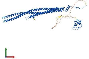Protein Structure (PS) image for Proline-serine-threonine Phosphatase Interacting Protein 1 (PSTPIP1) (AA 1-415) protein (His tag) (ABIN7563566)