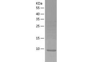 Western Blotting (WB) image for Chemokine (C-X-C Motif) Ligand 14 (CXCL14) (AA 23-99) protein (His-IF2DI Tag) (ABIN7122332)