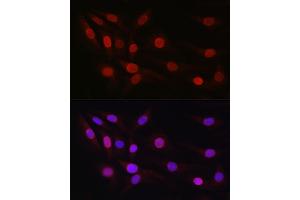 Immunofluorescence analysis of NIH/3T3 cells using SP1 Rabbit pAb (ABIN7270506) at dilution of 1:50 (40x lens). (SP1 Antikörper  (AA 420-620))