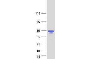 Western Blotting (WB) image for TIA1 Cytotoxic Granule-Associated RNA Binding Protein (TIA1) (Transcript Variant 2) protein (Myc-DYKDDDDK Tag) (ABIN2733699)