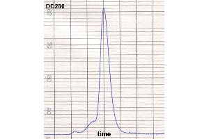 product purity: gel permeation chromatography (Superose 12/HR)