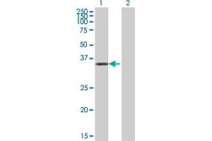Western Blot analysis of GAP43 expression in transfected 293T cell line by GAP43 MaxPab polyclonal antibody. (GAP43 Antikörper  (AA 1-238))