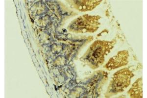 ABIN6278495 at 1/100 staining Mouse colon tissue by IHC-P. (Netrin 1 Antikörper  (C-Term))