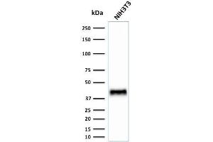 Western Blot Analysis of Human NIH3T3 cell lysate using BMI1 Mouse Monoclonal Antibody (BMI1/2823). (BMI1 Antikörper  (AA 142-326))