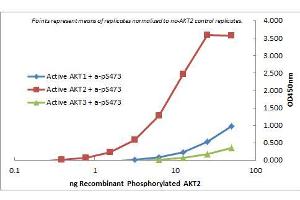 ELISA of Rat Monoclonal anti-AKT2 antibody. (AKT2 Antikörper  (Internal Region) (Biotin))