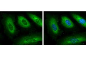 ICC/IF Image GSPT1 antibody detects GSPT protein at cytoplasm by immunofluorescent analysis. (GSPT1 Antikörper)