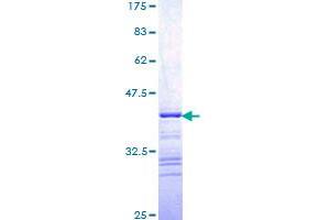Image no. 1 for V-Raf Murine Sarcoma 3611 Viral Oncogene Homolog (ARAF) (AA 151-250) protein (GST tag) (ABIN1345436)