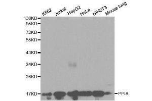 Western blot analysis of extracts of various cell lines, using PPIA antibody. (PPIA Antikörper  (AA 1-165))