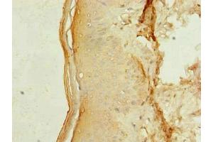 Immunohistochemistry of paraffin-embedded human skin tissue using ABIN7159179 at dilution of 1:100