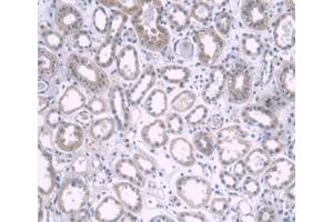 DAB staining on IHC-P; Samples: Human Kidney Tissue. (APOA1 Antikörper  (AA 122-267))