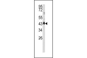 Western blot analysis of c-fos antibody (C-term) (ABIN390510 and ABIN2840864) in 293 cell line lysates (35 μg/lane). (c-FOS Antikörper  (C-Term))