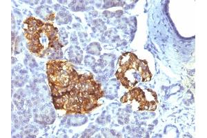 Formalin-fixed, paraffin-embedded human Pancreas stained with Chromogranin A Mouse Monoclonal Antibody (CHGA/777) (Chromogranin A Antikörper)