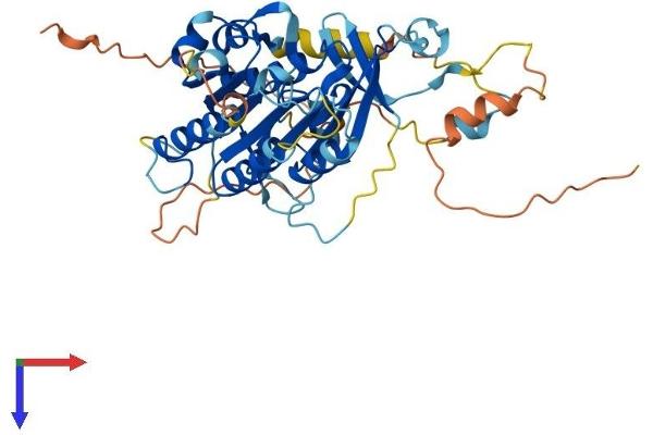 ELP4 Protein (AA 1-422) (His tag)