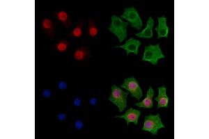 ABIN7094244 and ABIN7098291 staining HepG2 cells by IF/ICC. (FZR1 Antikörper  (Internal Region))