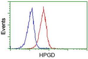 Image no. 5 for anti-Hydroxyprostaglandin Dehydrogenase 15-(NAD) (HPGD) antibody (ABIN1496361) (HPGD Antikörper)