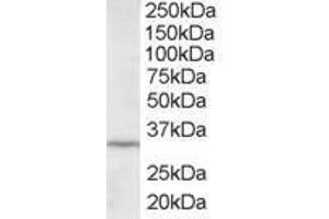 Image no. 1 for anti-Inhibitor of Growth Family, Member 2 (ING2) (AA 267-280) antibody (ABIN300015) (ING2 Antikörper  (AA 267-280))