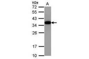 Image no. 1 for anti-Akirin 2 (AKIRIN2) (AA 8-203) antibody (ABIN1496538) (AKIRIN2 Antikörper  (AA 8-203))