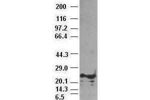 Western Blotting (WB) image for anti-Noggin (NOG) (AA 28-232) antibody (ABIN1491315)